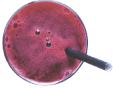 up-beet